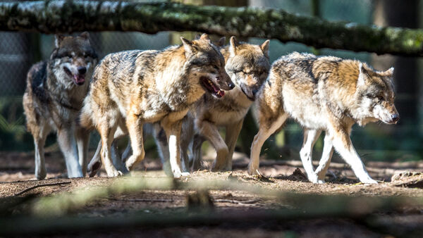 Wolf im Kreis Cuxhaven zum Abschuss freigegeben: Was die Genehmigung bedeutet