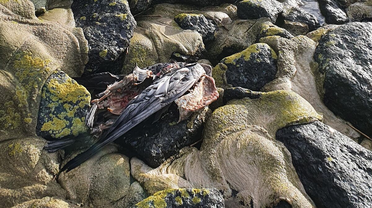 Auch an der Wurster Küste sind derzeit viele verendete Vögel (im Bildvordergrund) zu sehen. Foto: Leuschner