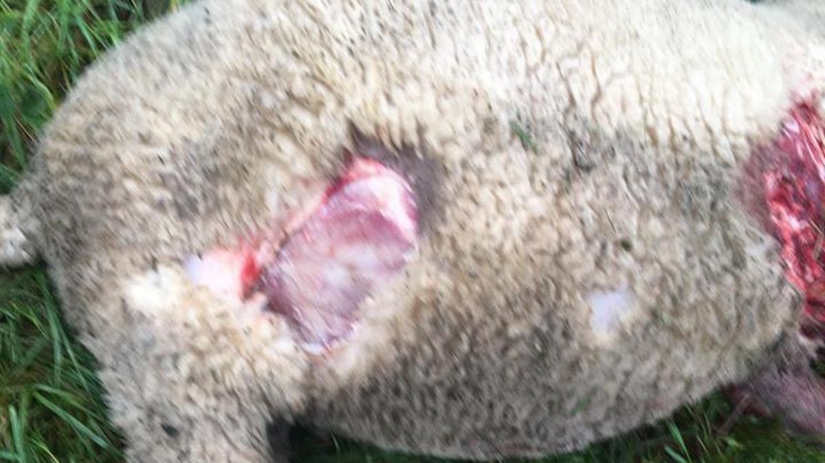 Dieses Schaf wurde sehr wahrscheinlich Opfer eines Wolfsangriffs am linken Osteufer. Foto: red