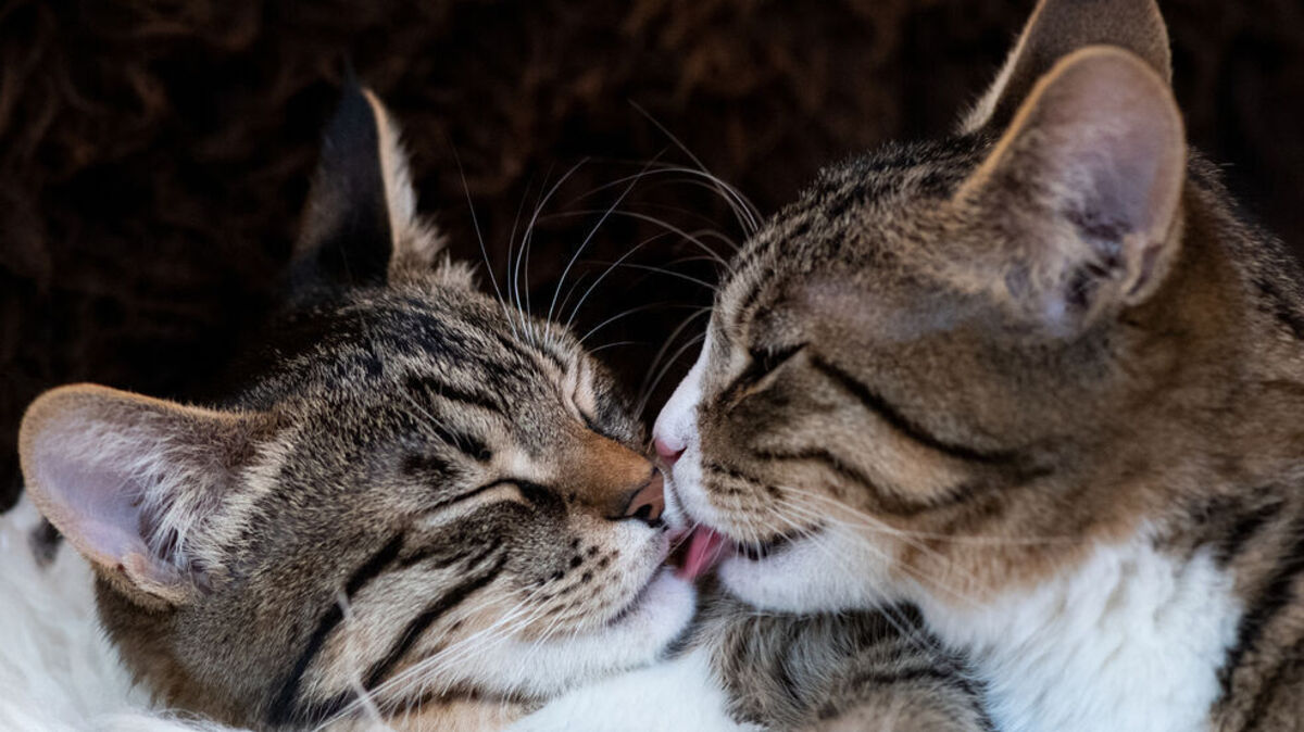 Wer mehrere Katzen zu Hause haben möchte, sollte mit Bedacht auswählen. Foto: dpa