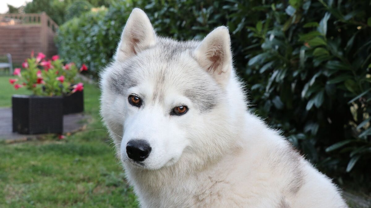 Aput wurde vom Landkreis Cuxhaven als "gefährlich" eingestuft. Das bedeutet für den Siberian Husky, dass er außerhalb des Grundstücks immer angeleint sein und einen Maulkorb tragen muss. Foto: Mangels