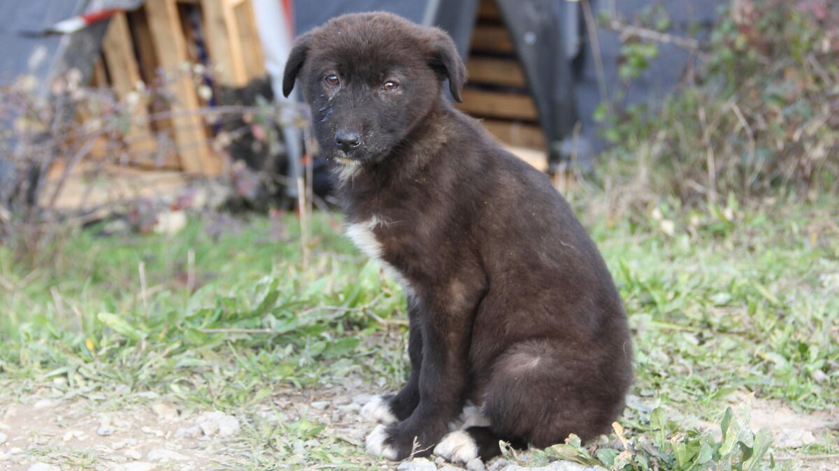 Jette war ein Straßenhund wie dieser (Symbolfoto). Eigentlich sollte ihr mit der Vermittlung nach Deutschland ein sicheres Leben vermittelt werden. Foto: Christine-Felice Röhrs