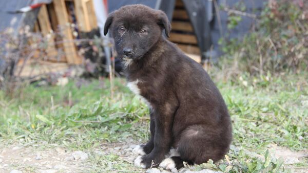 Mahnwache für gequälte Hündin Jette auch in Cuxhaven: Tiere besser schützen