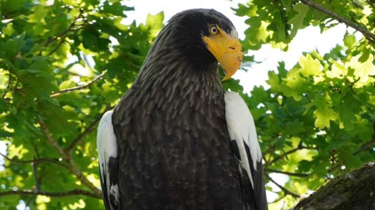 Ein Riesenseeadler sorgt zurzeit in Neuenkirchen für Aufsehen. Mehrfach ist er in den vergangenenen Tagen dort gesichtet worden. Foto: Ursel Richelshagen / NABU