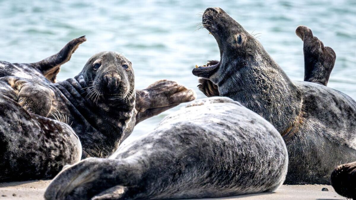 Die Kegelrobben vermehren sich im Wattenmeer und auf Helgoland prächtig. Foto: Sina Schuldt/dpa