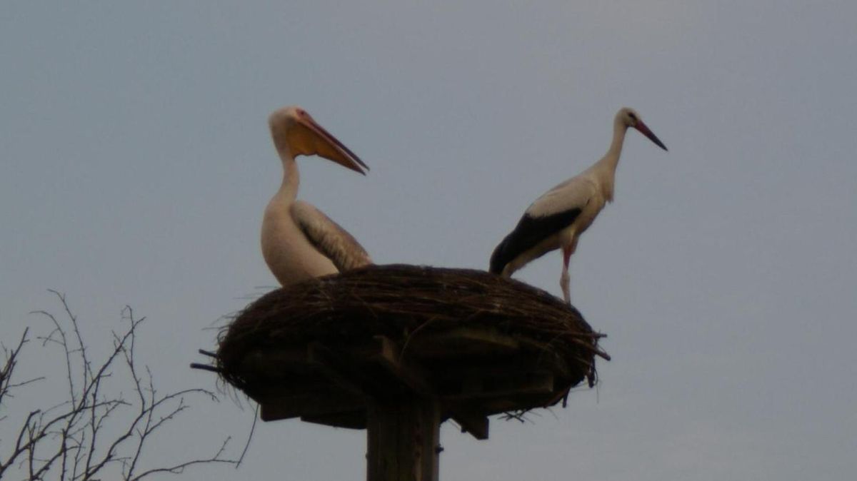 Rosa-Pelikan und Storch gemeinsam in einem Nest: Jörg Staiger schoss die Fotos in Lüdingworth. Foto: Jörg Staiger