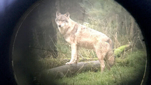 OVG erlaubt Wolfsabschuss im Kreis Cuxhaven: Entscheidung ist endgültig