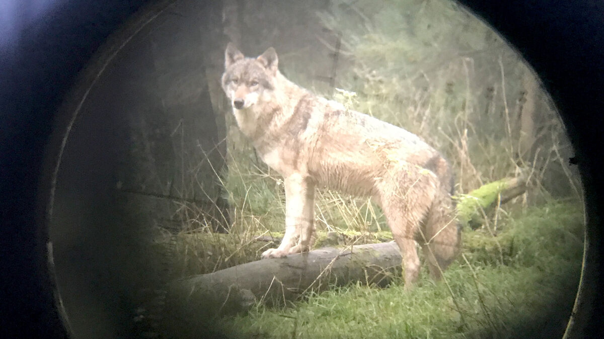 Der Wolf könnte im Cuxland ins Zielrohr geraten. Symbolfoto: Carsten Rehder /dpa