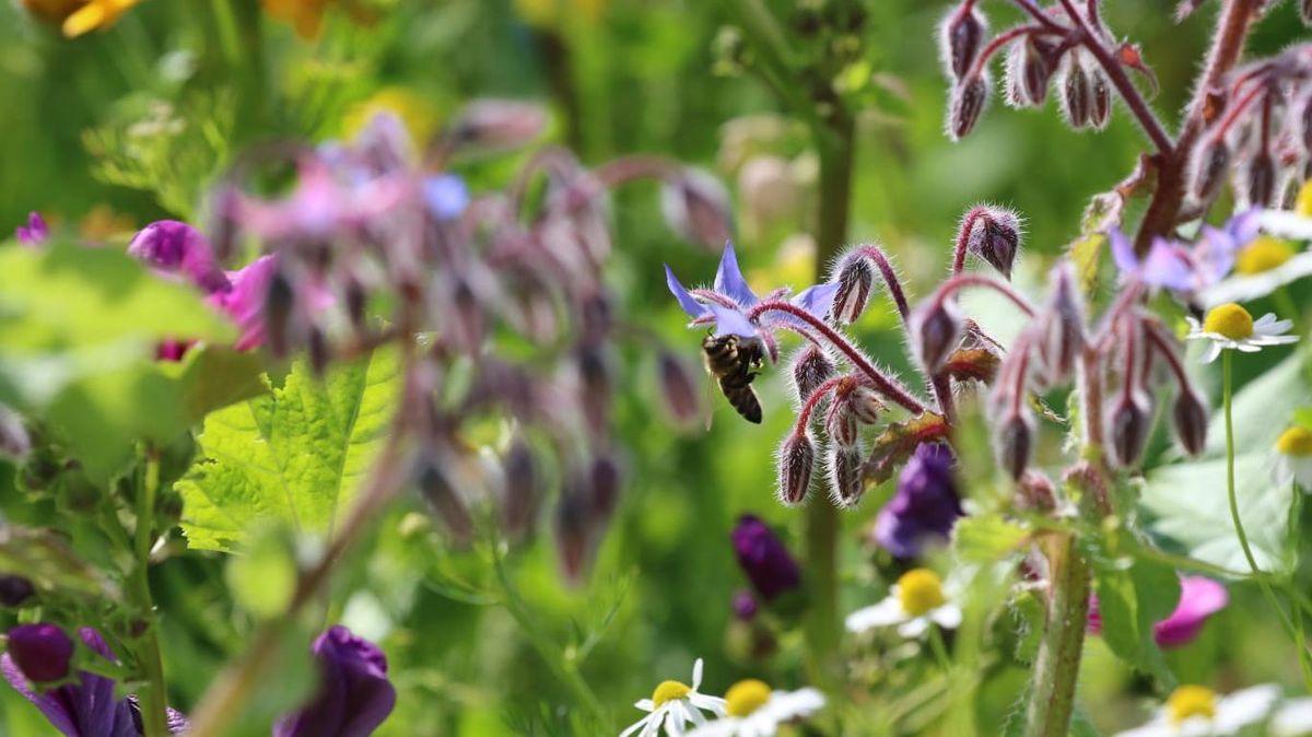 Der Rückgang der Artenvielfalt, gerade bei Insekten, ist auch im Landkreis Cuxhaven inzwischen spürbar. Foto: Müller