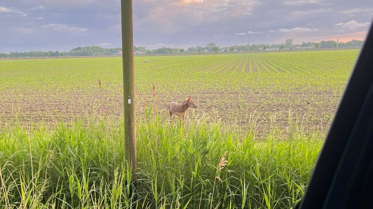 Nur rund 50 Meter trennten den Wolf vom zentralen Hofbereich eines Ferienhofs in Otterndorf, auf dem sich regelmäßig Familien, Kinder und zahlreiche Tiere aufhalten. Foto: Mushardt
