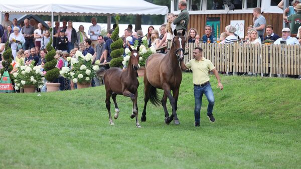Reiten in der Wingst: Pferde, Sieger und ein Suppentopf