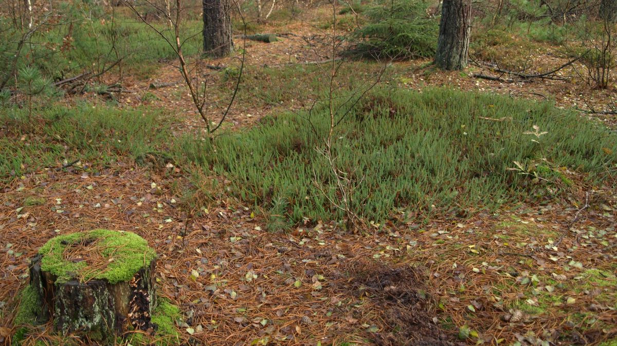 Die schwarze Krähenbeere wird durch Naturverjüngung bedrängt und muss gepflegt werden, um sie zu erhalten und zu fördern. Foto: Ehing/Niedersächsische Landesforsten