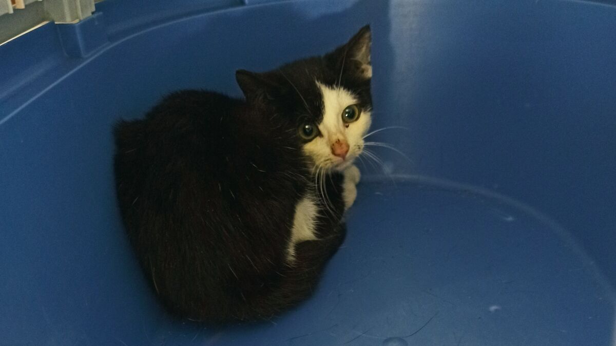 Dieses ängstliche und verwirrte Kätzchen wurde ins Tierheim Cuxhaven gebracht. Foto: Tierheim Cuxhaven