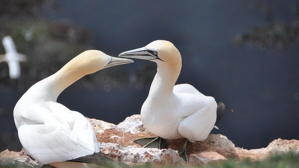 Auf Helgoland entwickelt: Neue App für Vogelbeobachtung