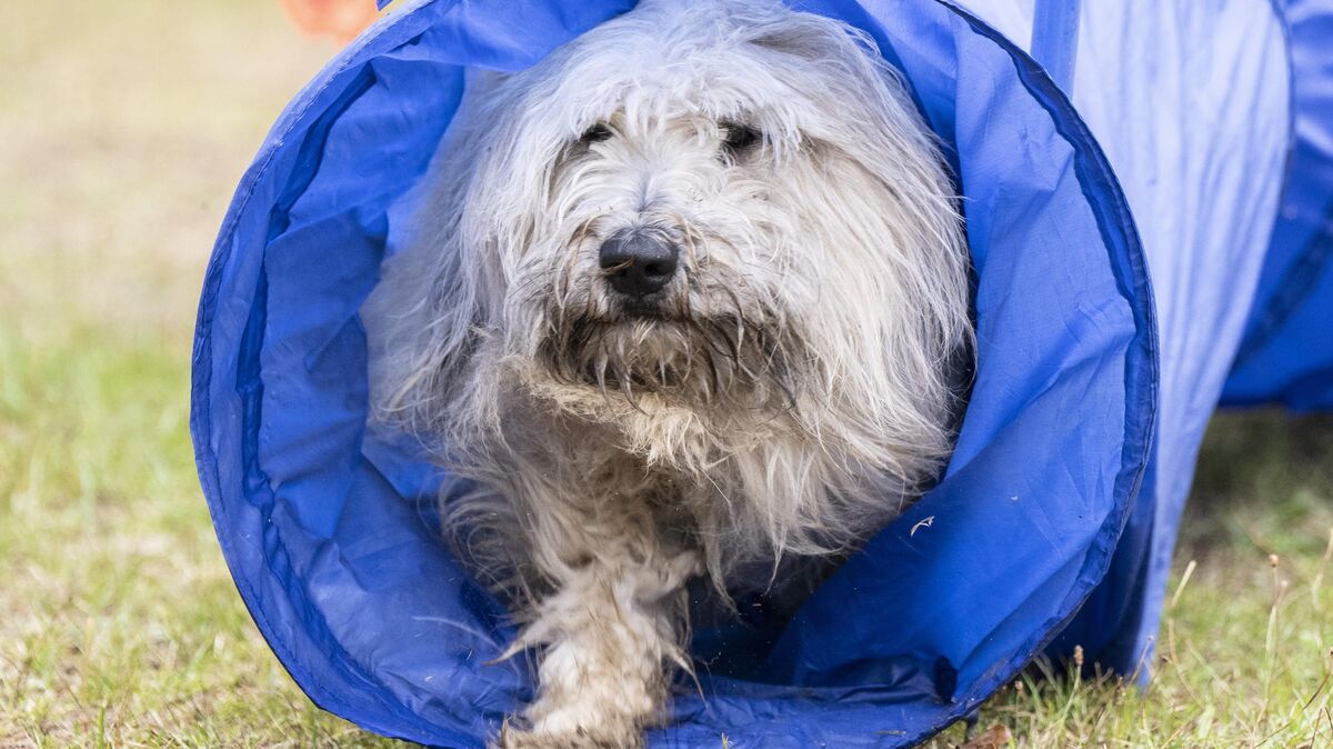 In dem aktuellen Fall spielt ein Hund eine Rolle. Foto: dpa/Roessler