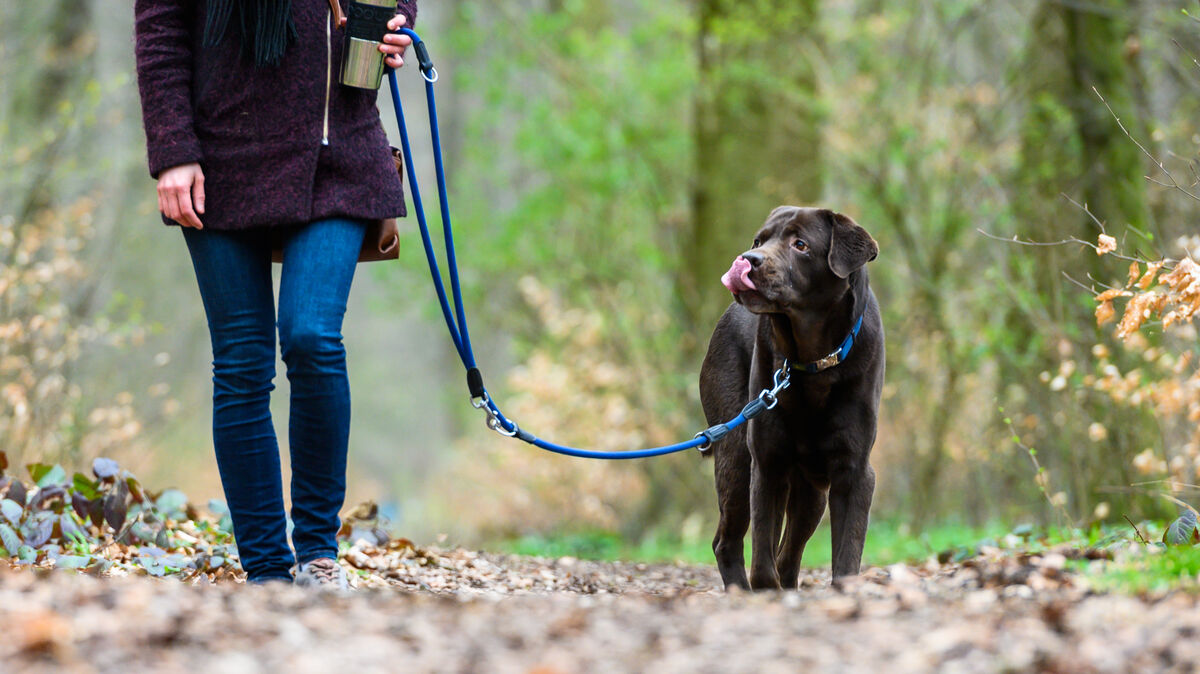 Kein freies Herumlaufen: Auch wenn Hunde gerne streunen würden, müssen sich Herrchen und Frauchen an die Leinenpflicht halten. Die Vorschrift gilt in Niedersachsen ab 1. April - im Land Bremen sogar schon früher. Symbolfoto: Christophe Gateau