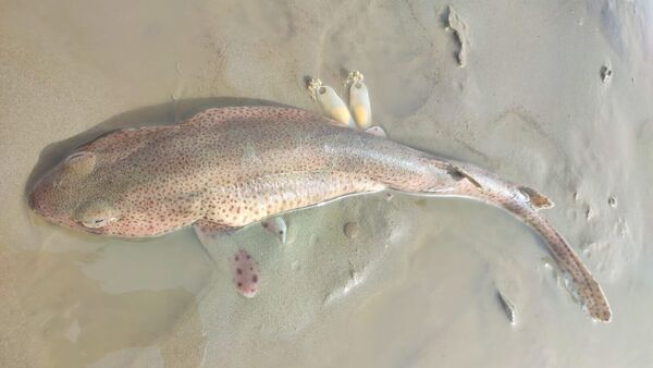 Seltene Rettungsaktion in Cuxhaven: Katzenhai gerät vor Duhnen in Not