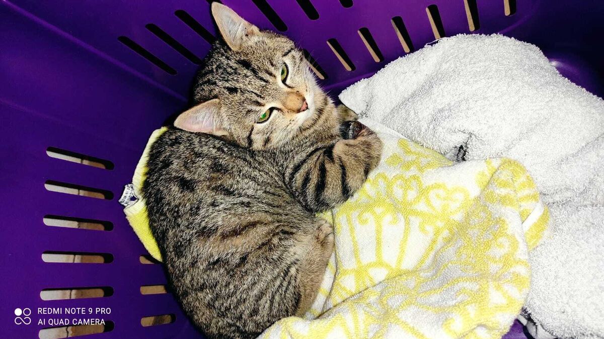 Ein wildlebender Kater hat die Mitarbeiter des Tierheims Cuxhaven darauf aufmerksam gemacht, dass sich ein verletztes Kätzchen (Foto) im Bereich der B73 im Kreis Cuxhaven Hilfe aufhält. Foto: Tierheim Cuxhaven