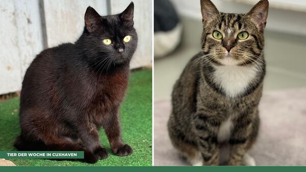 Tier der Woche in Cuxhaven: Drei Katzen - superlieb, sorgt für Ärger, angeschossen