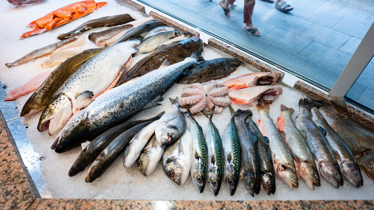 Fisch im Fokus: Eine Greenpeace-Untersuchung zeigt, dass Spuren von PFAS in Nord- und Ostseefischen nachweisbar sind. Foto: Jonas Walzberg / dpa