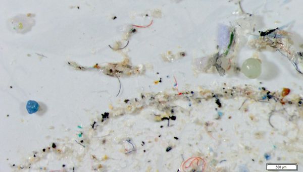 Mikro-Plastik: Gefahr für Meeresbewohner