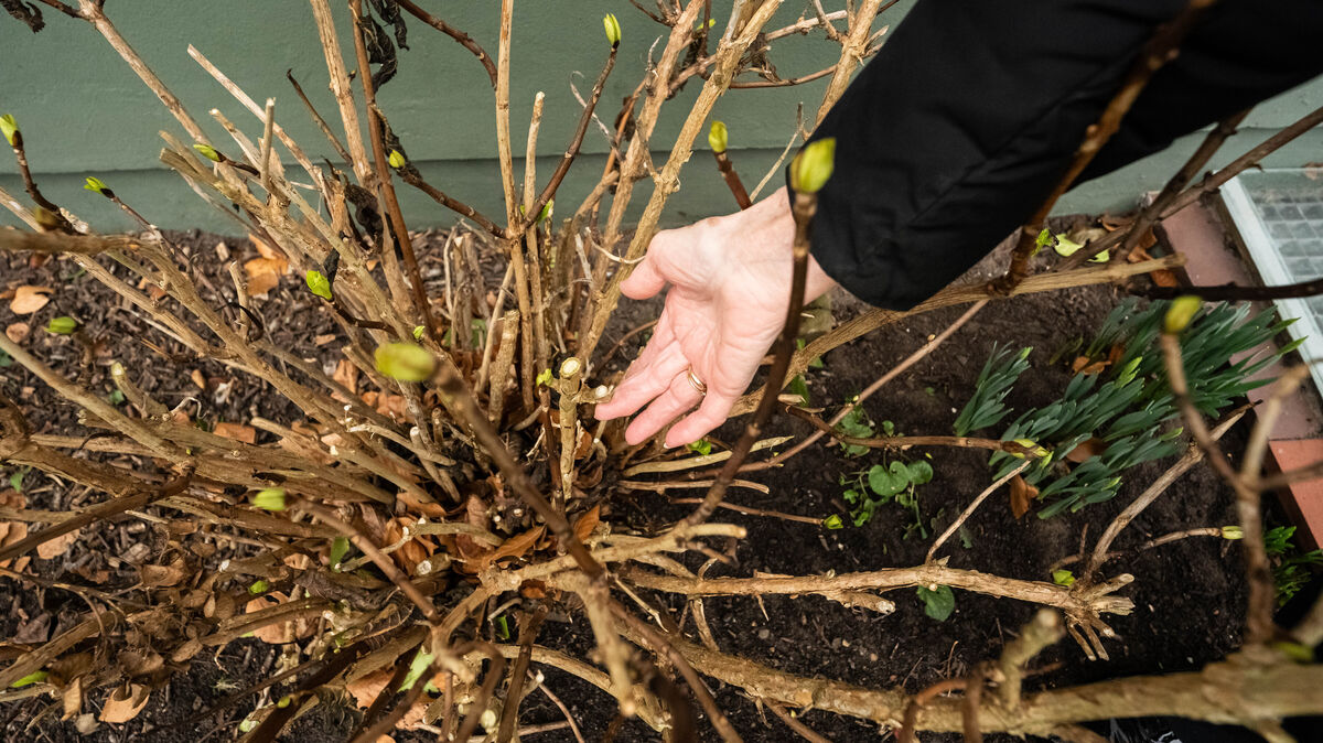 Hortensien stehen bei Dieben relativ hoch im Kurs. Immer weider sind die Büsche Objekt der Begierde. Foto: Keck