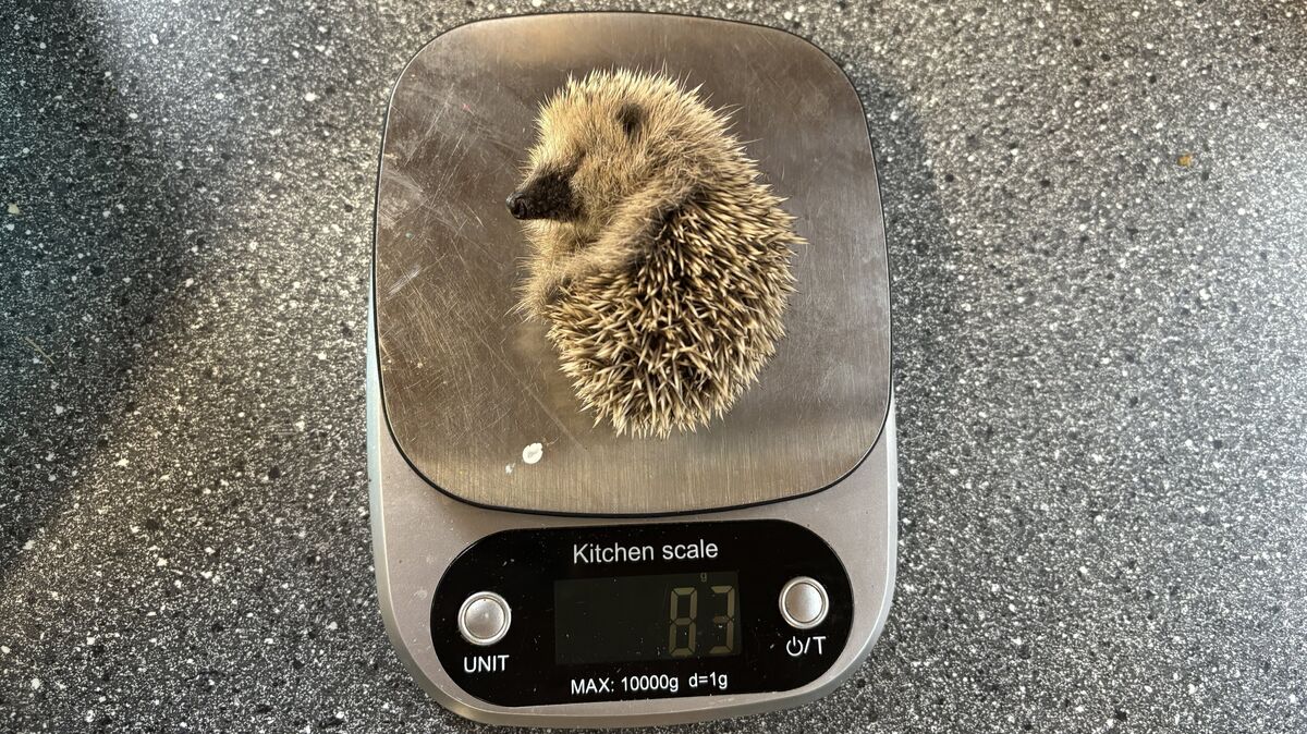 Ein kleiner Igel auf der Waage: Mit nur 83 Gramm ist er deutlich zu leicht für die Jahreszeit und benötigt dringend Hilfe. Foto: Grell