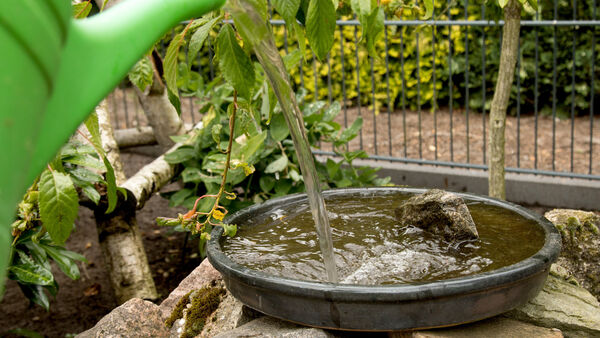 Dürre wird im Kreis Cuxhaven zur Lebensgefahr: So helfen Sie den Tieren und Pflanzen