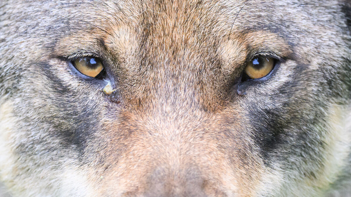 Auge in Auge mit dem Wolf? Das kann durchaus passieren. Deshalb bekamen die Kinder der Grundschulen jetzt wichtige Tipps. Symbolfoto: dpa/Stratenschulte