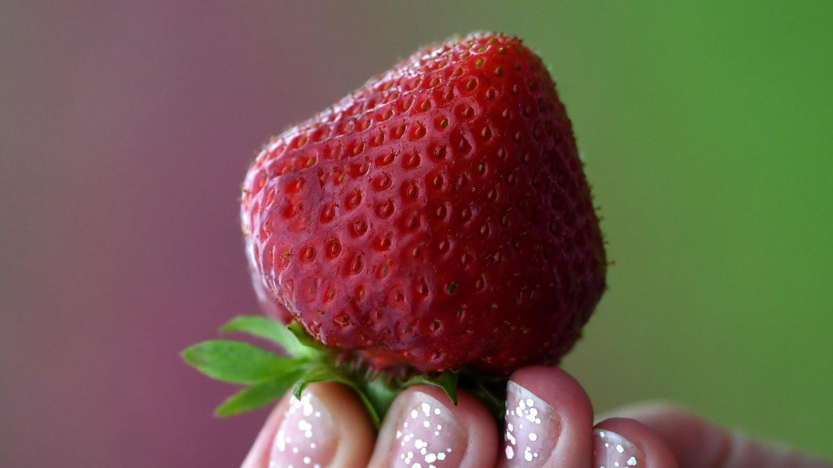 In Hofläden, auf Bauernmärkten und regionalen Wochenmärkten gibt es ab sofort wieder Erdbeeren aus niedersächsischer Erzeugung zu kaufen. Symbolfoto: Hirschberger