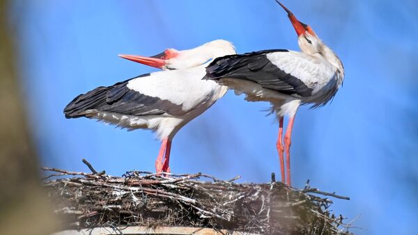 Ein trauriges Ende? Schwer verletzte Störchin in Wulsdorf spurlos verschwunden