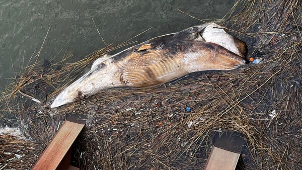 Großer toter Wal im Cuxhavener Hafen gestrandet: Jetzt folgen Untersuchungen