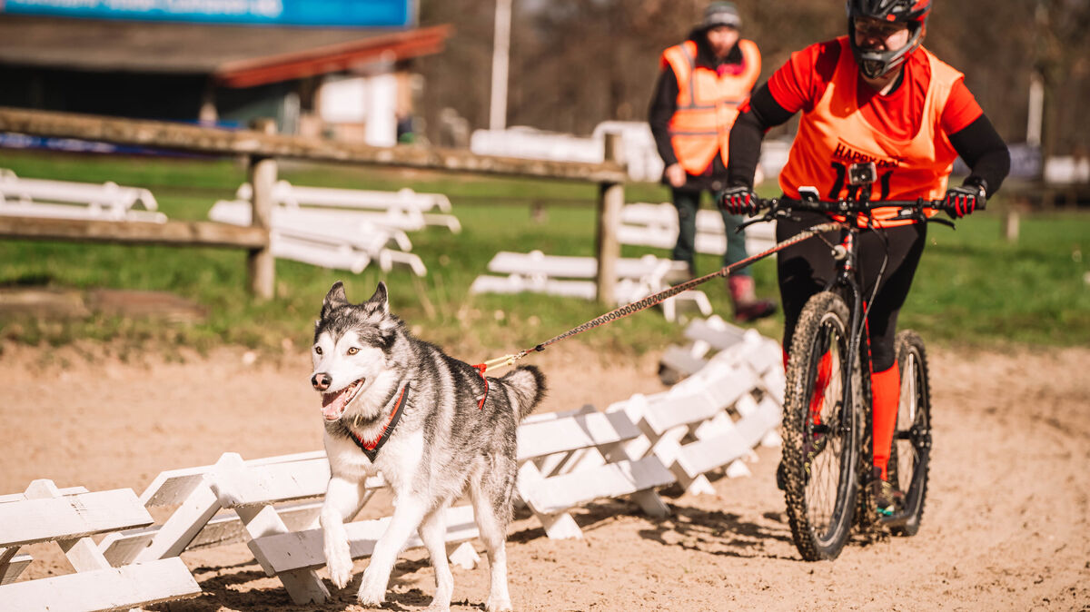 Das Schlittenhunderennen "Silberbergtrail" lockt am Wochenende in die Wingst. Foto: Keck