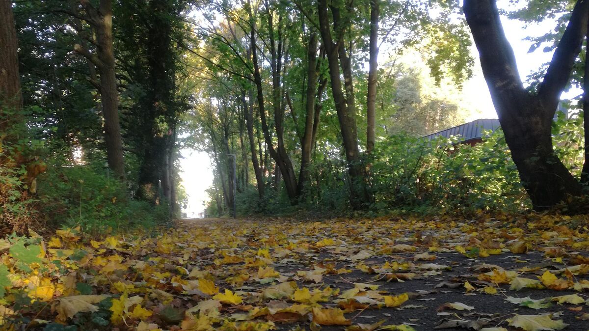 Die Blätter verfärben sich und fallen vom Baum: ein Zeichen für den Herbst. Archivfoto: Monsees