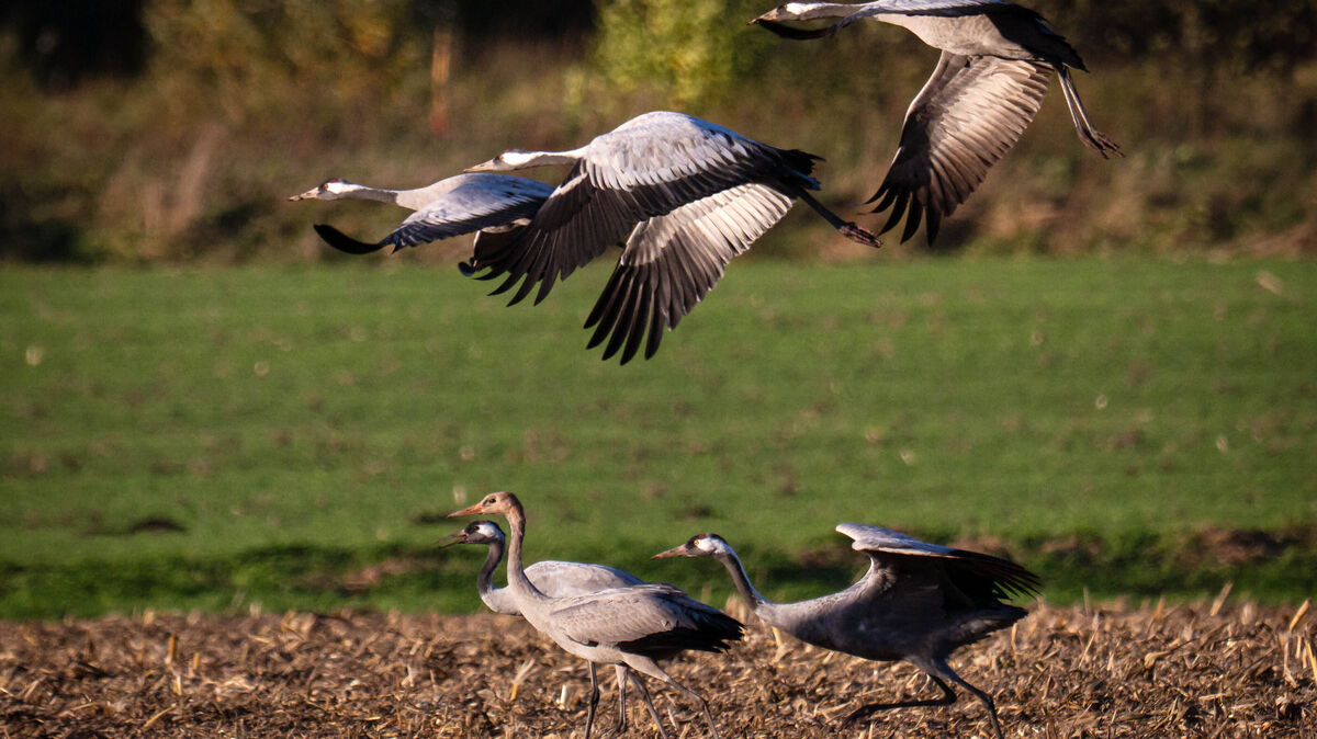 Kraniche fliegen über ein Feld: Zur Vermeidung der Einschleppung oder Verschleppung der Geflügelpest durch Wildvögel auf Haus- und Nutzgeflügelbestände ist in immer mehr Regionen in Niedersachsen die Stallpflicht angeordnet. Im Cuxland gilt diese Reglung für Bestände ab 50 Tieren.  Foto: Sina Schuldt/dpa