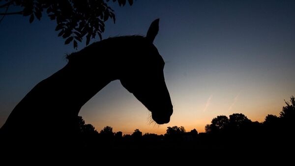 Nach Ende einer Ära: Weibliches Duo an Spitze des Hauptpferdezuchtvereins Land Hadeln