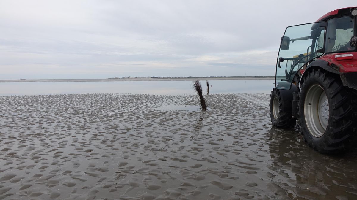 Ein Traktor nähert sich dem Duhner Loch. Der kurz vor der Insel Neuwerk gelegene Priel mausert sich immer mehr zu einer ernst zu nehmenden Hürde, der die Erreichbarkeit der Insel Neuwerk infrage stellt. Foto: Anders