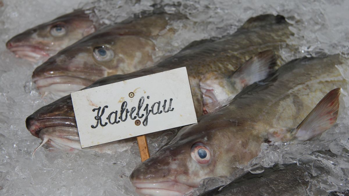 Kabeljau wird von der Cuxhavener Reederei Deutsche Hochseefischerei (DFFU) unter anderem in norwegischen Gewässern bei Spitzbergen gefangen. Das unterbinden die Norweger jetzt zum Schaden der DFFU. Foto: Sassen