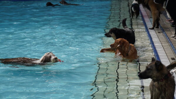 Hundebadetag 2025 im Waldfreibad Cuxhaven - Programmpunkte, Regeln und alle Infos