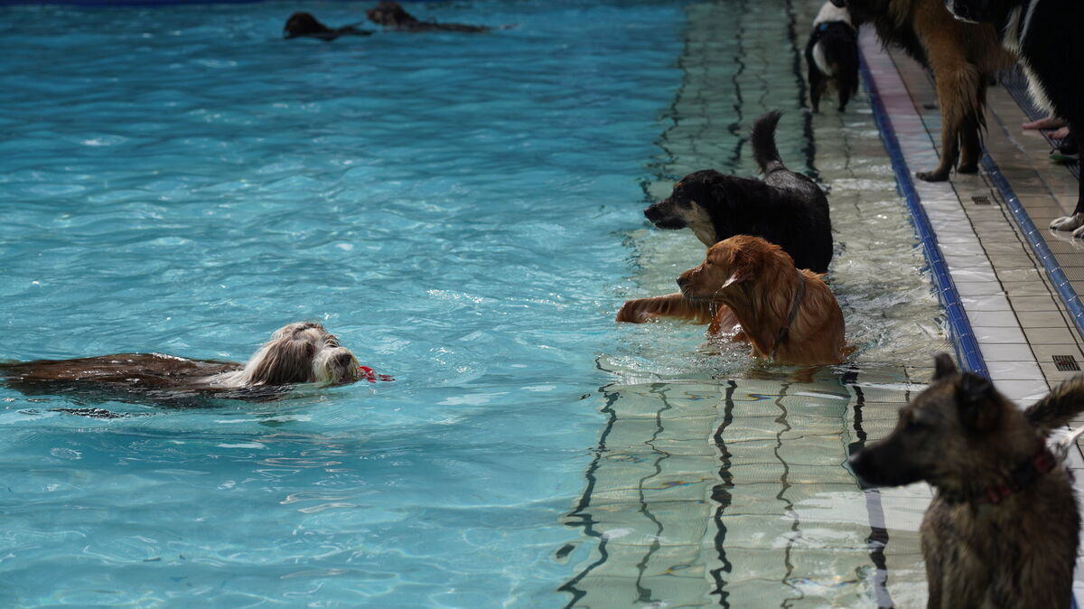 Badespaß pur – beim Hundebadetag im Waldfreibad Sahlenburg dürfen die Vierbeiner nach Herzenslust planschen. Foto: Nordseeheilbad Cuxhaven GmbH