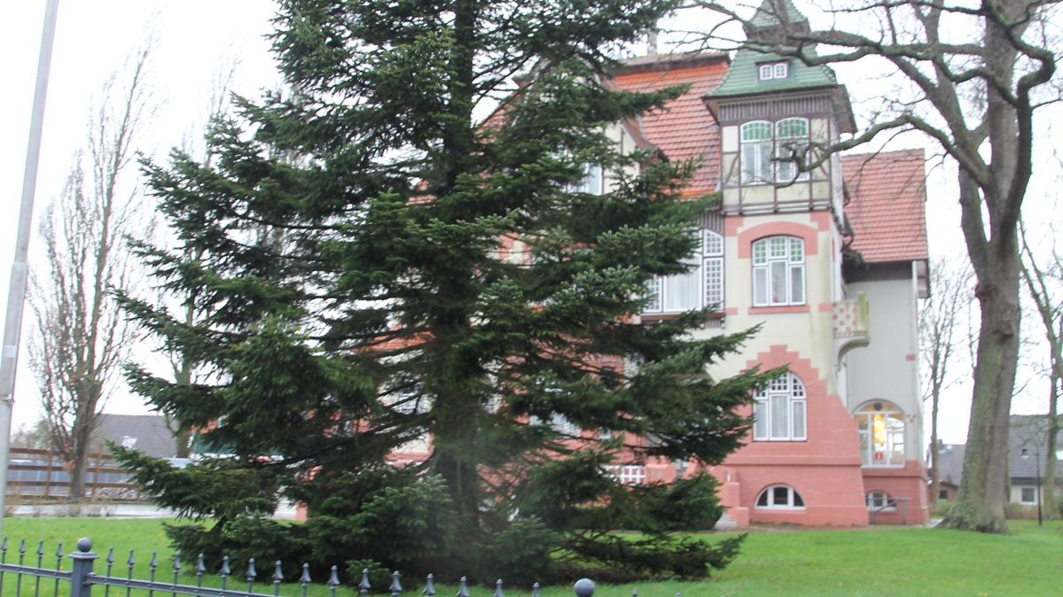 Seit Jahren diskutieren die Altenbrucher über die Nordmanntanne vor der Villa Gehben. Der Ortsrat will sie jetzt fällen lassen. Foto: Sassen