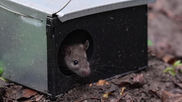 Stadt Cuxhaven geht gezielt gegen Ratten vor: Kontrollen im Stadtgebiet und Kanalnetz