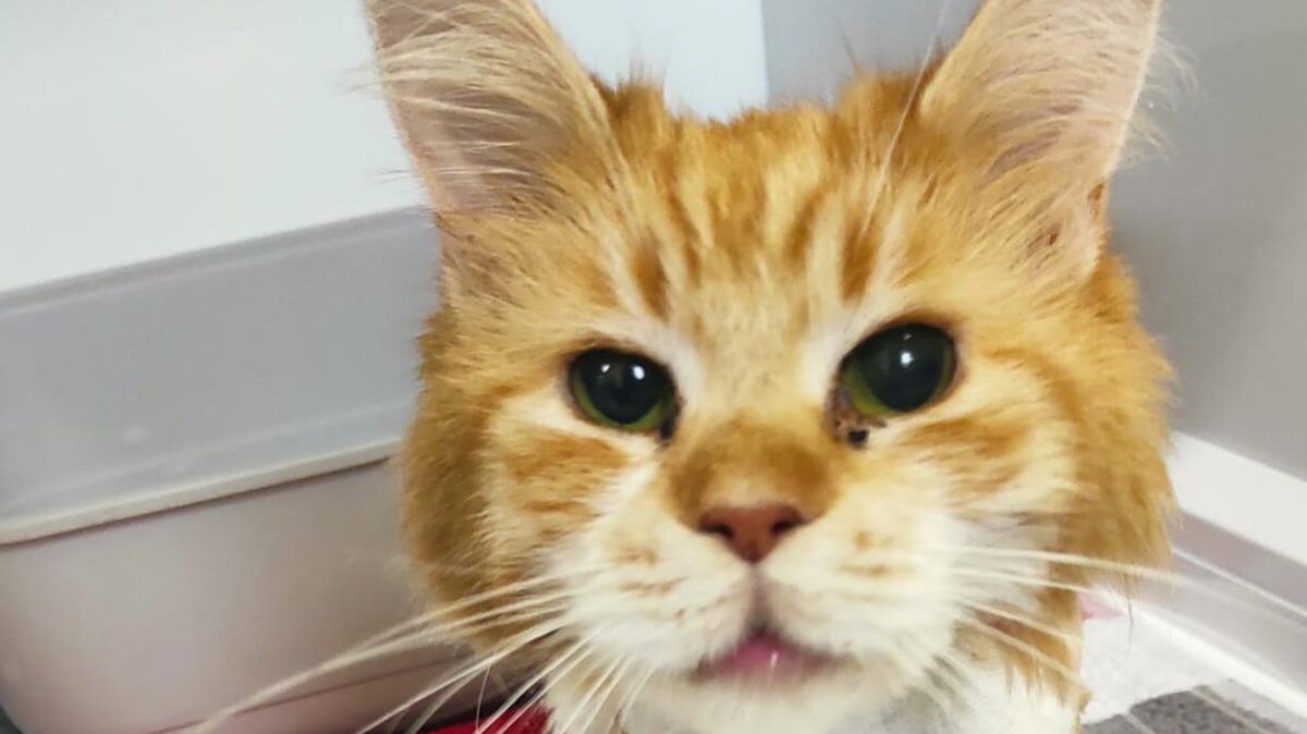 Dieses Rotweiße Katzenmädchen ist jetzt in einem ganz erbärmlichen Zustand eingefangen worden.