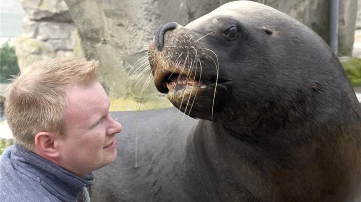 Tierarzt Bastian Lange im Jahr Oktober 2017 mit dem 380 Kilogramm schweren "Sailor". Archivfoto: Peters