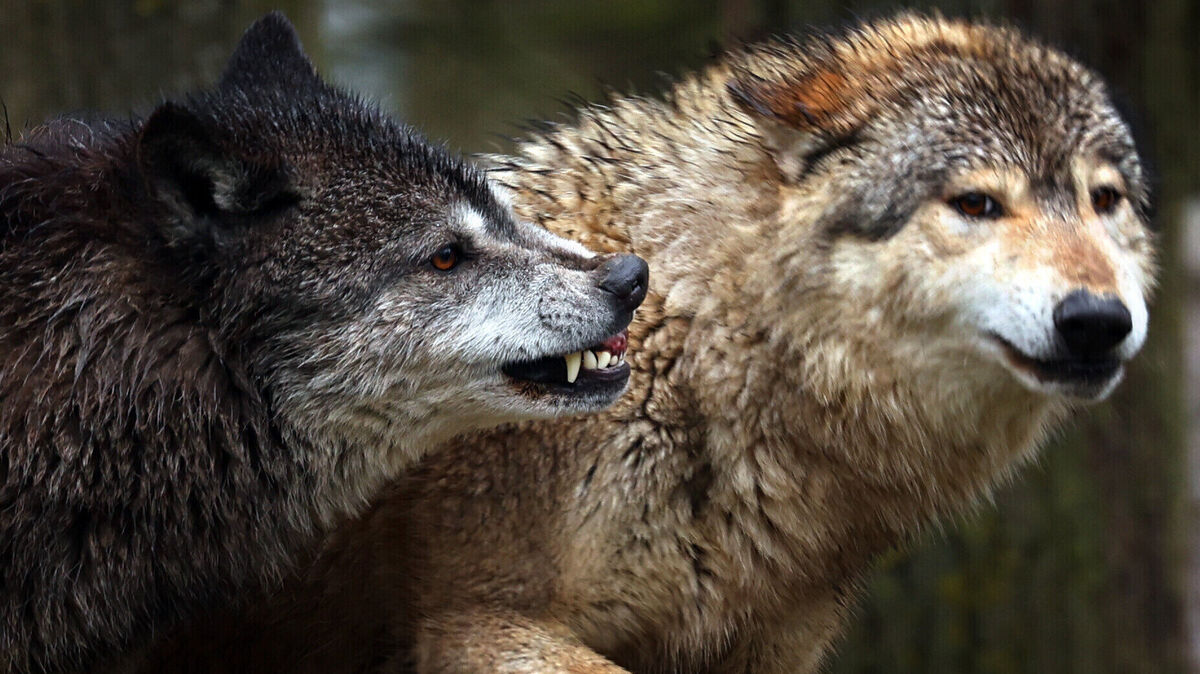 Die Wölfe sind für mehrere Nutztierrisse im Cuxland in den vergangenen Wochen verantwortlich. Jetzt ist das Raubtier zum Abschuss freigegeben. Symbolfoto: Karl-Josef Hildenbrand/dpa