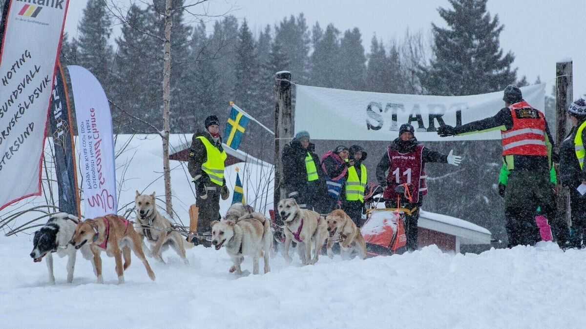 223 Kilometer Strecke liegen vor dem Team, bestehend aus acht Hunden und Lisa Pannenberg. Foto: privat
