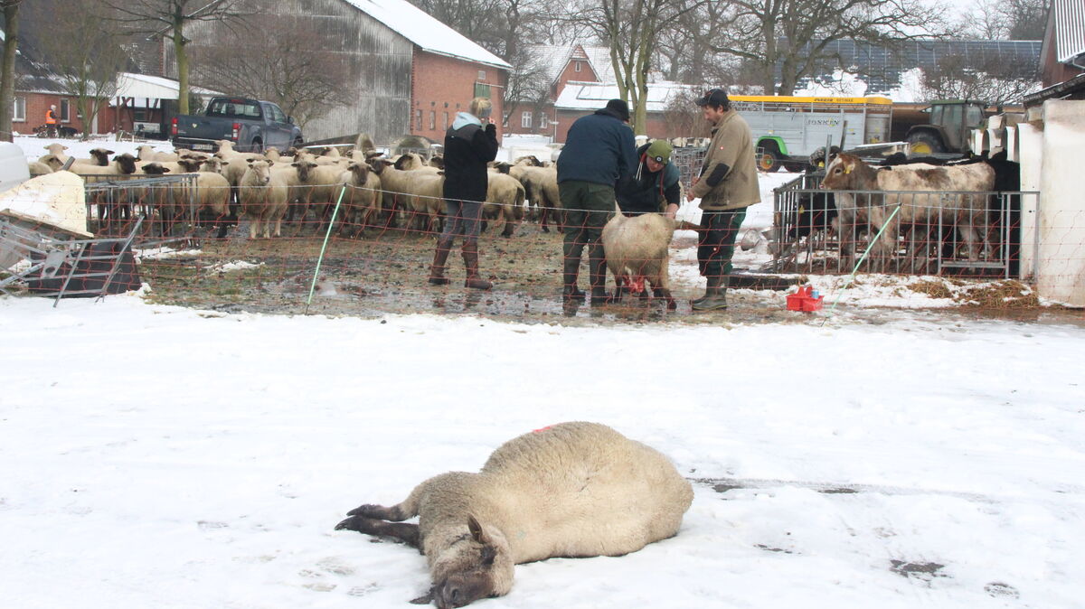 Am Dienstagmorgen zeigte sich das Ausmaß: Bis mitten ins Zentrum Mittelstenahe zog sich die blutige Schneise. 20 tote und zwölf verletzte Schafe muss Schäfer Mählmann verkraften. Foto: Kramp