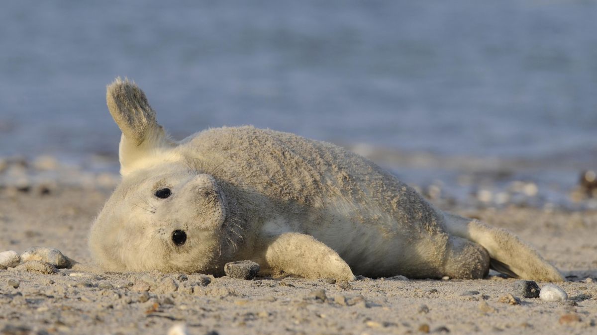 Kegelrobben sind auf der Insel Helgoland keine Seltenheit. Foto: Archiv