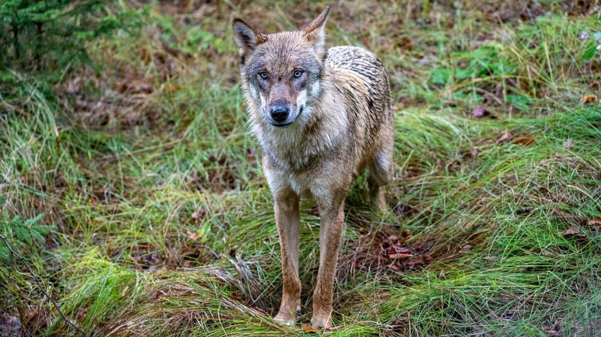 Wieder schlugen Wölfe in Steinau zu. Symbolfoto: Armin Weigel/dpa