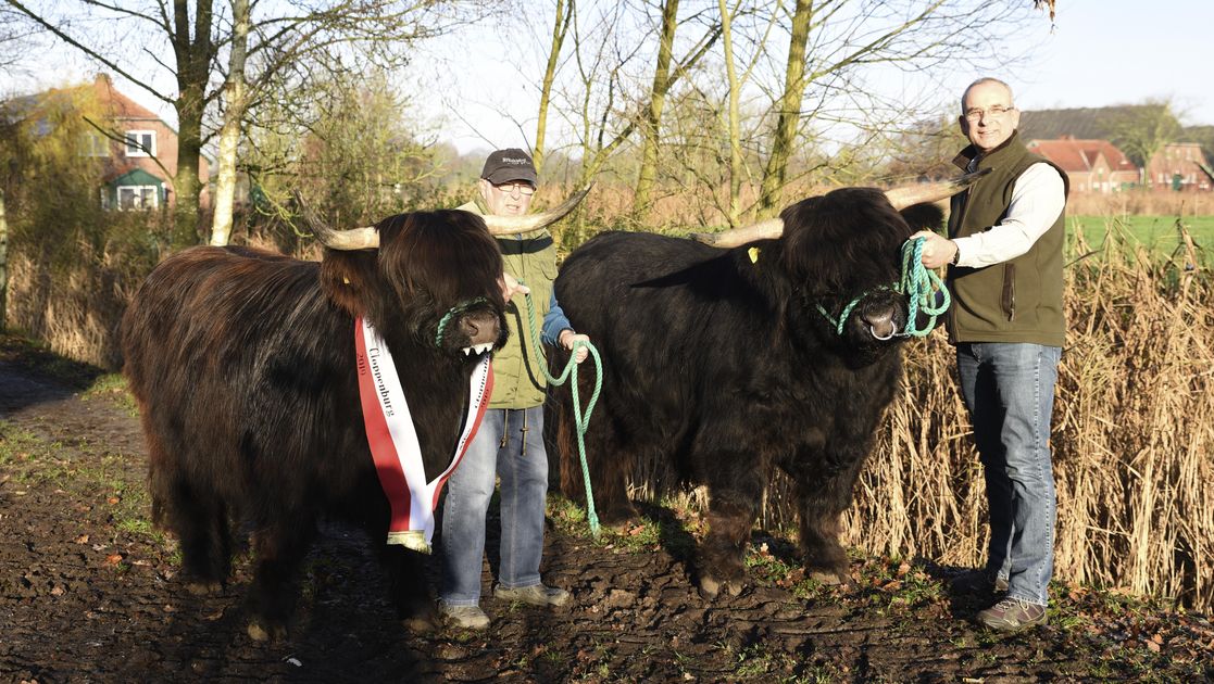 Highland-Cattle-Rinder in Ueterlande: Hier stehen die Schönsten | CNV ...